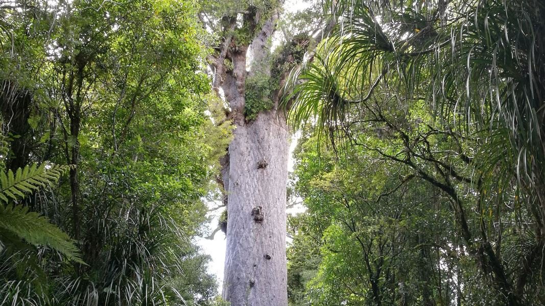 Tane Mahuta and healthy soil, here’s the connection